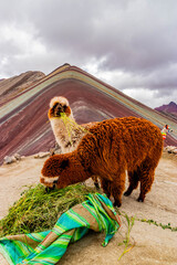 Naklejka premium Alpacas at Vinicunca Rainbow mountain, Peru