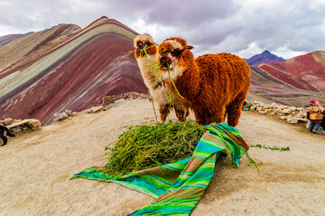 Naklejka premium Alpacas at Vinicunca Rainbow mountain, Peru