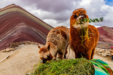 Naklejka premium Alpacas at Vinicunca Rainbow mountain, Peru