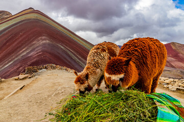 Fototapeta premium Alpacas at Vinicunca Rainbow mountain, Peru