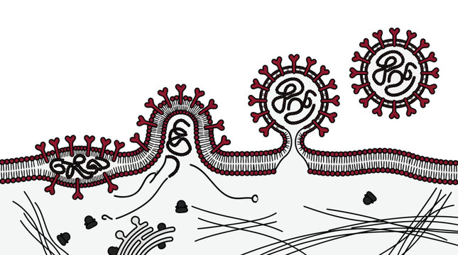 Illustration of viral budding process where a virus particle exits a host cell membrane