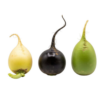Three daikon radishes in varying colors displayed on transparent background radish root