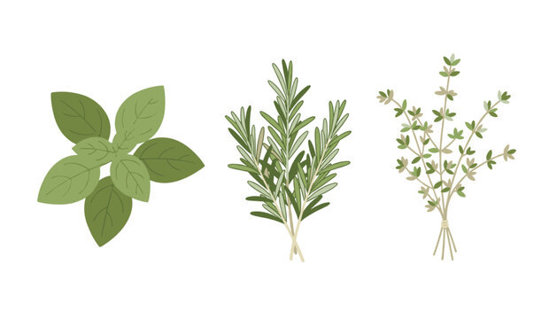 A collection of three different fresh culinary herbs including a bunch of broad green basil leaves, several rosemary sprigs, and a tied bundle of thyme stems.