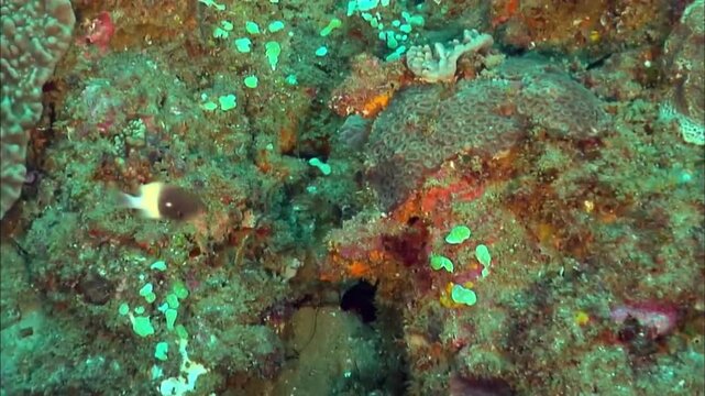 Macro View of Peacock Mantis Shrimp Face and Club Smashers, Marine Biology, Slow Motion