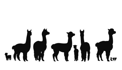 Obraz premium Silhouettes of alpacas and llamas of varying sizes stand in a line on a white background.