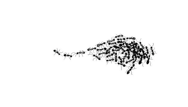 A swarm of ants moves in a line and then clusters together against a white background.