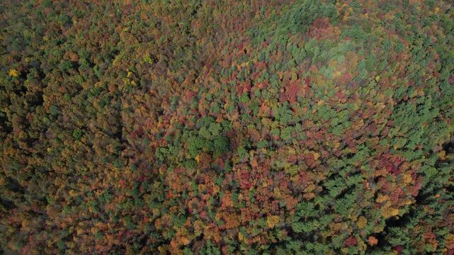 4k aerial over Vermont forrest in the fall