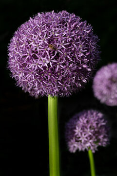 Close-up of a purple leek flower against a dark background. The photo is in portrait orientation.