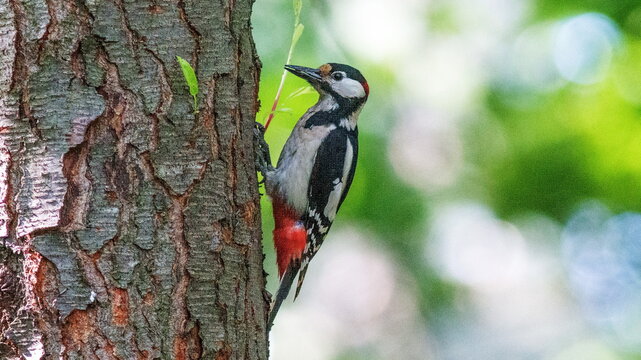great spotted woodpecker