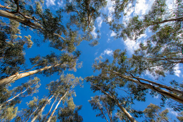 Fototapeta premium Eucalyptus trees reaching towards a clear blue sky, captured from a low angle perspective, showcasing the vibrant green leaves and tall trunks against the backdrop of clouds