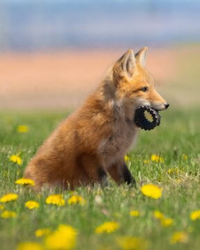 A wild red fox kit finds a piece of plastic to play with