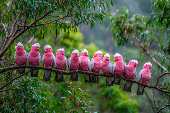 Group of pink and gray galahs perched on a branch in a lush green forest, showcasing their vibrant plumage and social behavior in a natural setting