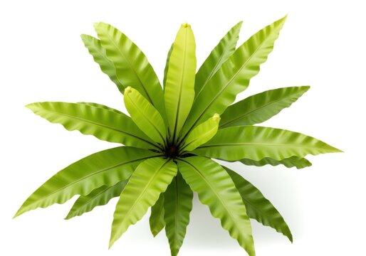 Birds nest fern plant isolated on white background