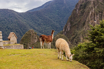 Obraz premium Llamas (Lama glama) at the terraces of Machu Picchu ruins, Peru