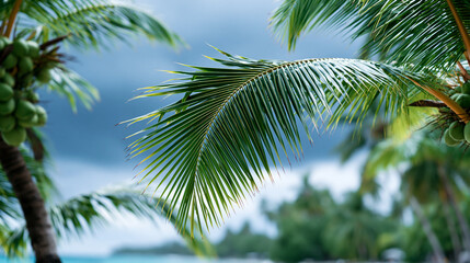 Naklejka premium Close-up of tropical coconut trees under a dramatic overcast moody sky, tropical landscape concept, moody coconut tree photography, atmospheric sky visualization, defocused
