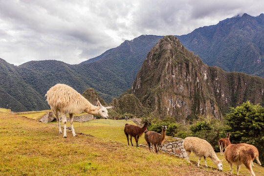 Llamas (Lama glama) at the terraces of Machu Picchu ruins, Peru
