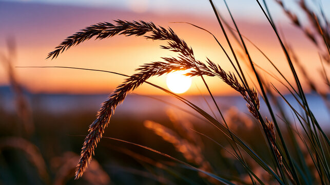Close-up of backlit grass at sunset with a warm sky as a natural silhouette background, sunset silhouette concept, grass silhouette photography, warm nature visualization,