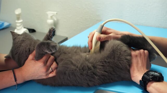 Grey cat on blue table showing alert posture during abdominal ultrasound by veterinary nurse, hands supporting body, probe