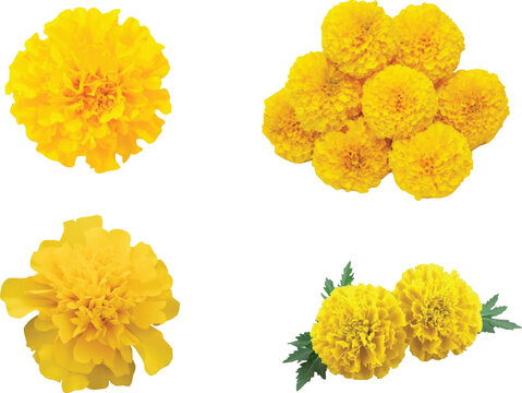 Marigold flowers