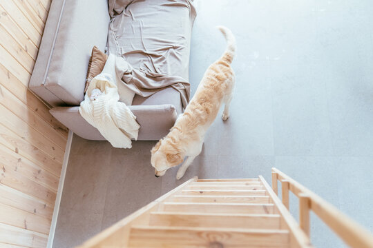 Golden Retriever Walking Near Sofa In Minimal Scandinavian Cabin Interior. Top view