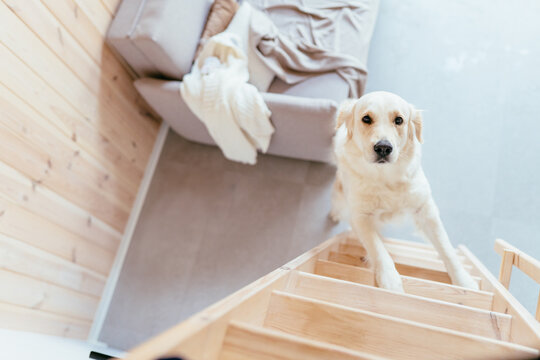 Golden Retriever Looking Up From Wooden Loft Ladder Inside Tiny House