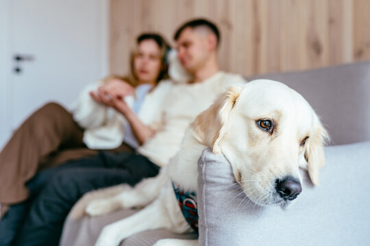 Title: Golden Retriever Resting On Sofa While Young Couple Relaxing In Cozy Wooden Cabin