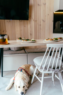 Golden retriever lying near dining table inside modern Nordic cabin with served breakfast plates. Cozy pet friendly home, calm domestic atmosphere and minimalist lifestyle concept.