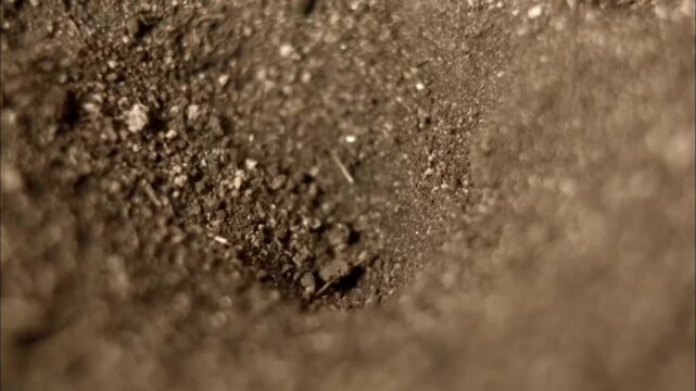 Extreme Close Up Portrait of Antlion Larva Showing Predatory Jaws and Mandibles