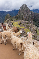 Fototapeta premium Llamas (Lama glama) at Machu Picchu ruins, Peru