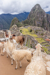Naklejka premium Llamas (Lama glama) at Machu Picchu ruins, Peru