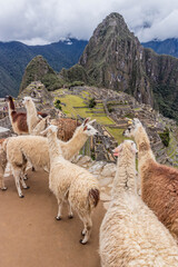 Naklejka premium Llamas (Lama glama) at Machu Picchu ruins, Peru