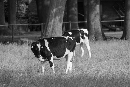 Fr&uuml;hling im westlichen M&uuml;nsterland