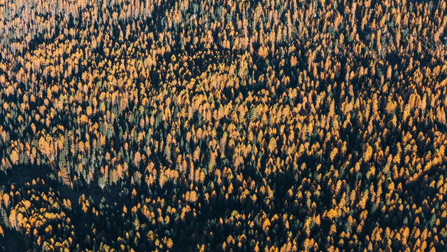 Aerial view of a dense autumn forest with golden larches and dark green pine trees near Passo Giau in Colle Santa Lucia, Veneto, Italy.