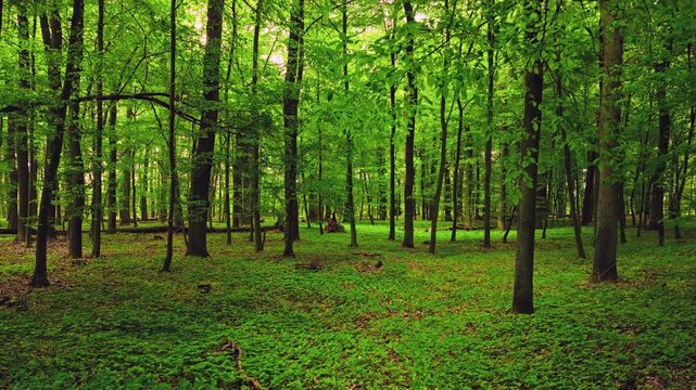 Smooth cinematic flight over a forest path lined with blooming wild garlic, surrounded by lush spring greenery and peaceful woodland vegetation. Beautiful nature scenery.