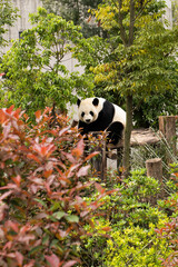 Giant panda sitting on a wooden platform surrounded by lush green and red foliage at Chengdu Research Base of Giant Panda Breeding © Phillip