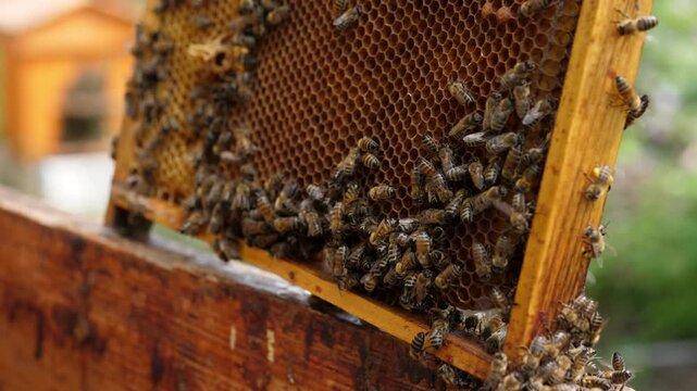 Beekeeper carefully examining a bee frame in a vibrant apiary with rows of hives 4k