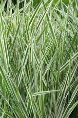 Fototapeta premium Reed canary grass (Phalaris arundinacea) grows on the flower bed