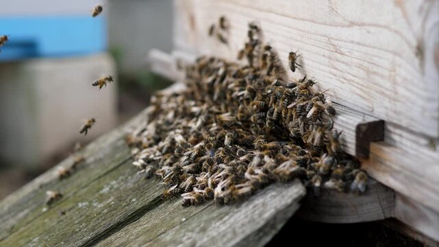 Domestic bees fly into the hive 4k
