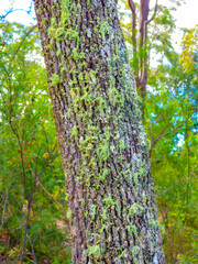 Obraz premium Photograph of a thick coating of green moss growing on an old tree in a large forest during Autumn in the Blue Mountains in New South Wales, Australia