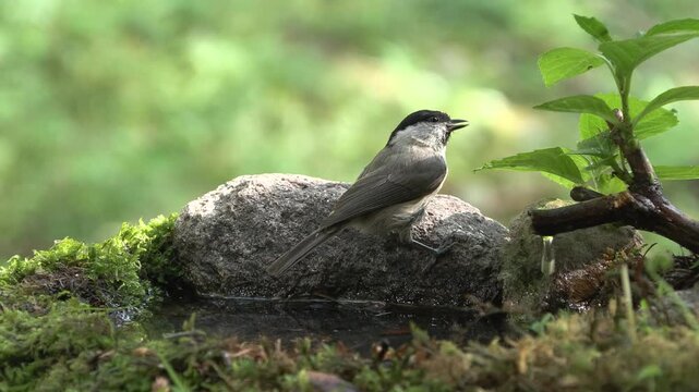 cincia bigia (Poecile palustris) gray tit	