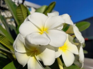 Fototapeta premium Closeup of beautiful white and yellow plumeria flowers, also known as frangipani, blooming in a sunny garden with green leaves and a clear blue sky in the background
