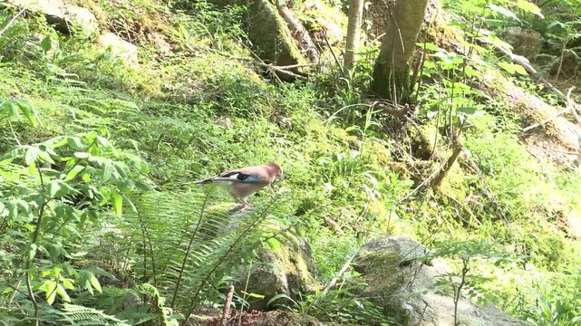 Ghiandaia (Garrulus glandarius) preda un nidiaceo | Eurasian Jay Rare Predatory Behavior 4K