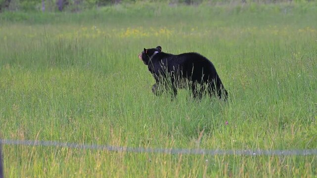 Big Black Bear in Tall Grass