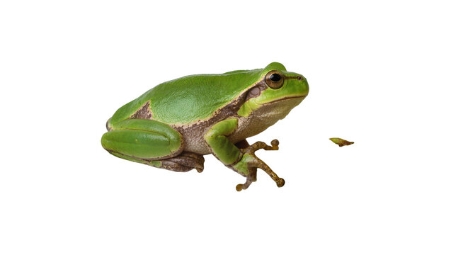 Isolated green tree frog, a small amphibian with beautiful eyes and vibrant skin texture