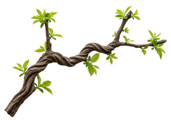 Fototapeta premium Detailed illustration of a leafless tree branch with small green buds, isolated on transparent background