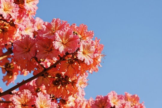 Branch of pink silk floss tree flowers blooming against clear blue sky. Delicate petals unfurl in soft sunlight, revealing natural beauty of exotic plant flora.