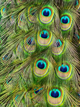 Peacock Feathers