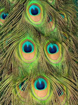 Peacock Feathers