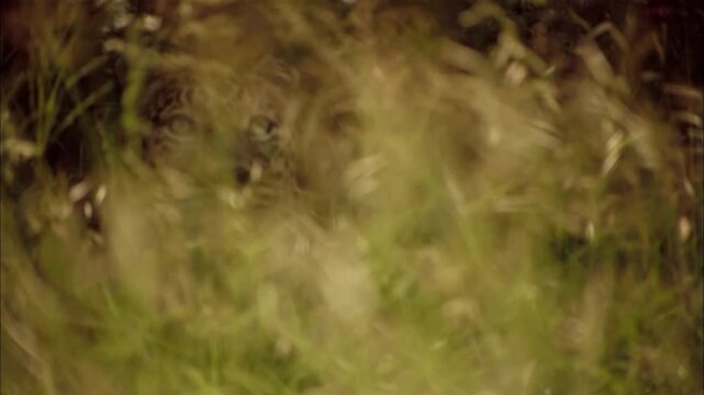 Extreme Macro View of Leopard Face Showing Rosette Fur Patterns and Whiskers