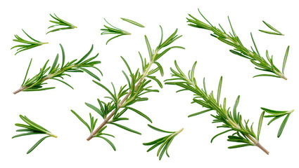 Obraz premium Isolated fresh rosemary sprigs and aromatic green leaves for cooking and seasoning